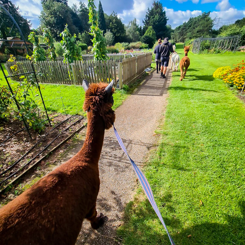 Family Meet & Greet with the Alpacas