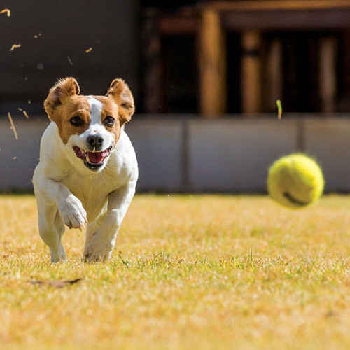 K9 Dog Ball Launcher