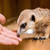 Meerkat Encounter for Two