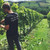 Deluxe English Vineyard Discovery