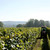 Deluxe English Vineyard Discovery