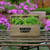 Wooden Garden Caddy - Oregano and Thyme Seeds