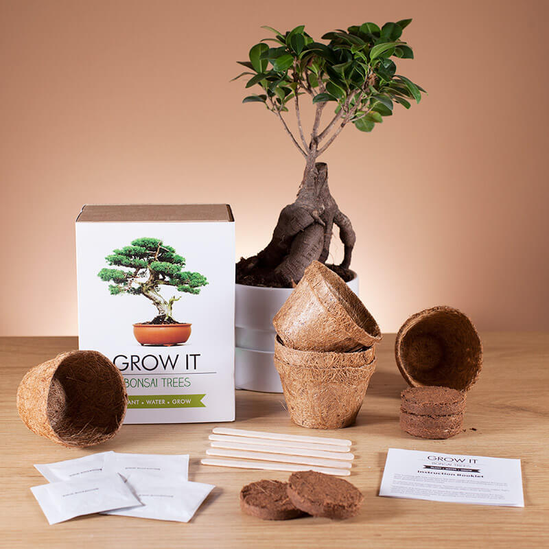  Grow Your Own Bonsai Tree kit