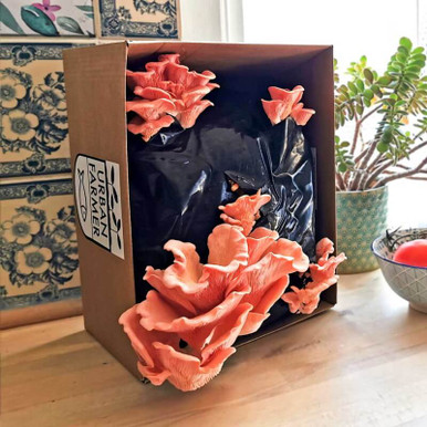 Image of Pink Oyster Mushroom Grow Kit