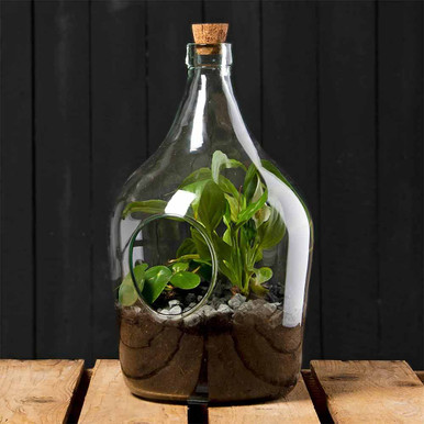 Click to view product details and reviews for Diy Set Terrarium Bottle 3 Litre.