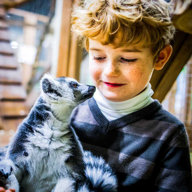 Image of Meet the Meerkats - Servals and Lemurs at Hoo Farm for Two
