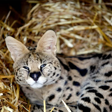 Click to view product details and reviews for Animal Encounter.