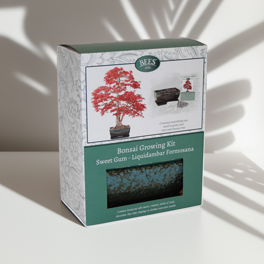 Bonsai Sweet Gum Growing Kit