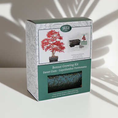 Click to view product details and reviews for Bonsai Sweet Gum Growing Kit.