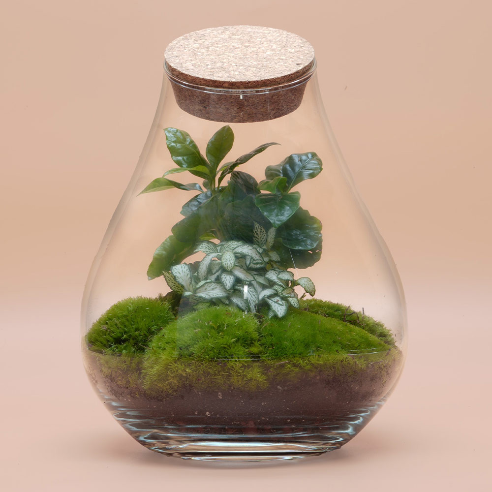 Ready-Made Teardrop Terrarium With Coffea Arabica Plant