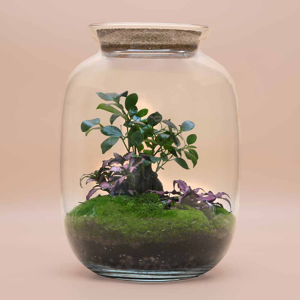Ready-Made Terrarium With Ficus Bonsai
