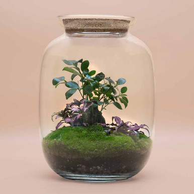 Click to view product details and reviews for Ready Made Terrarium With Ficus Bonsai.
