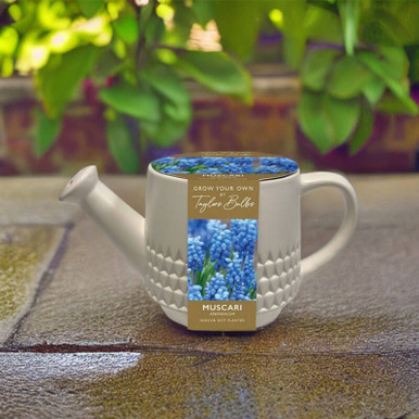 Image of Indoor Muscari Watering Can
