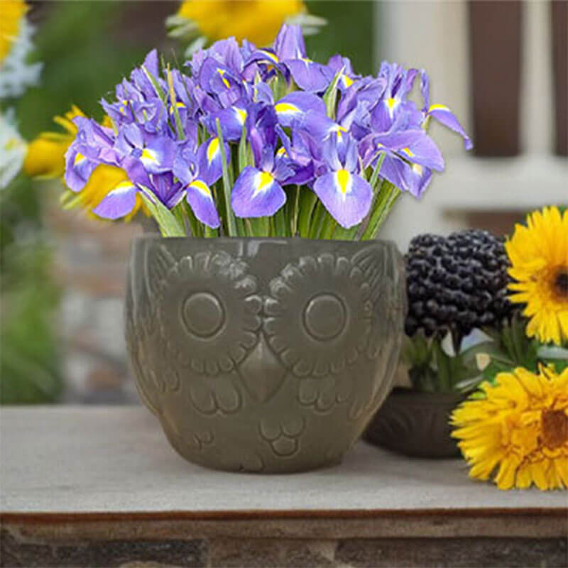 Novelty Iris Bulbs Owl Planter