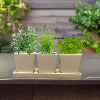 Image of Windowsill Ceramic Herb Pots & Tray 3 Types of Herbs