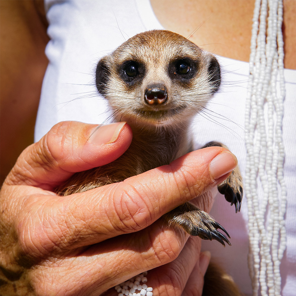 Meerkat Encounter Experience for Two