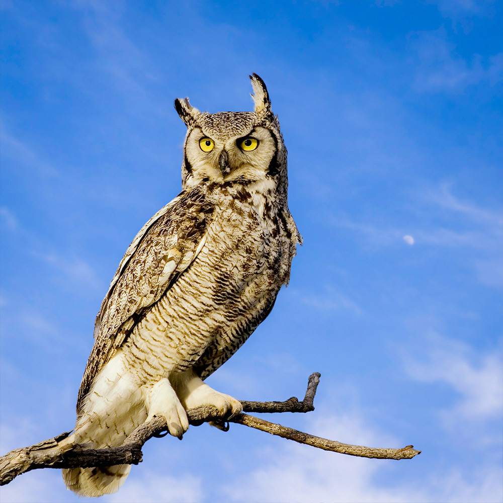 Bird Photography Experience