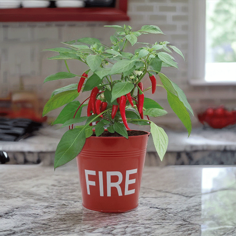 Chilli Fire Bucket Grow Kit