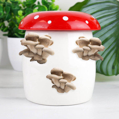 Click to view product details and reviews for Mushroom Planter Grow Kit.