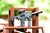 FXR PDW Chassis for Ruger RXM