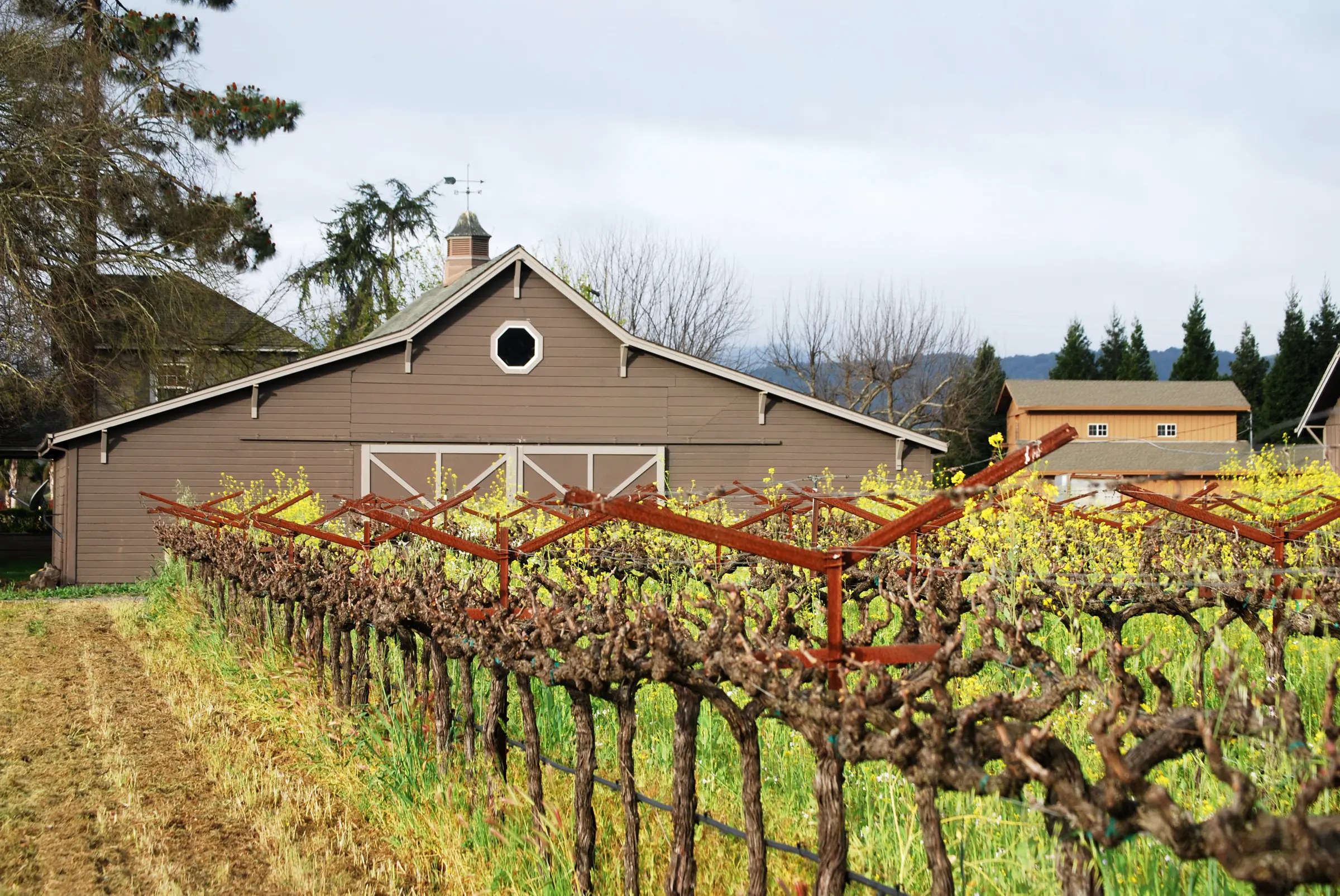 Blackbird home-ranch vineyard rows and barn in Oak Knoll