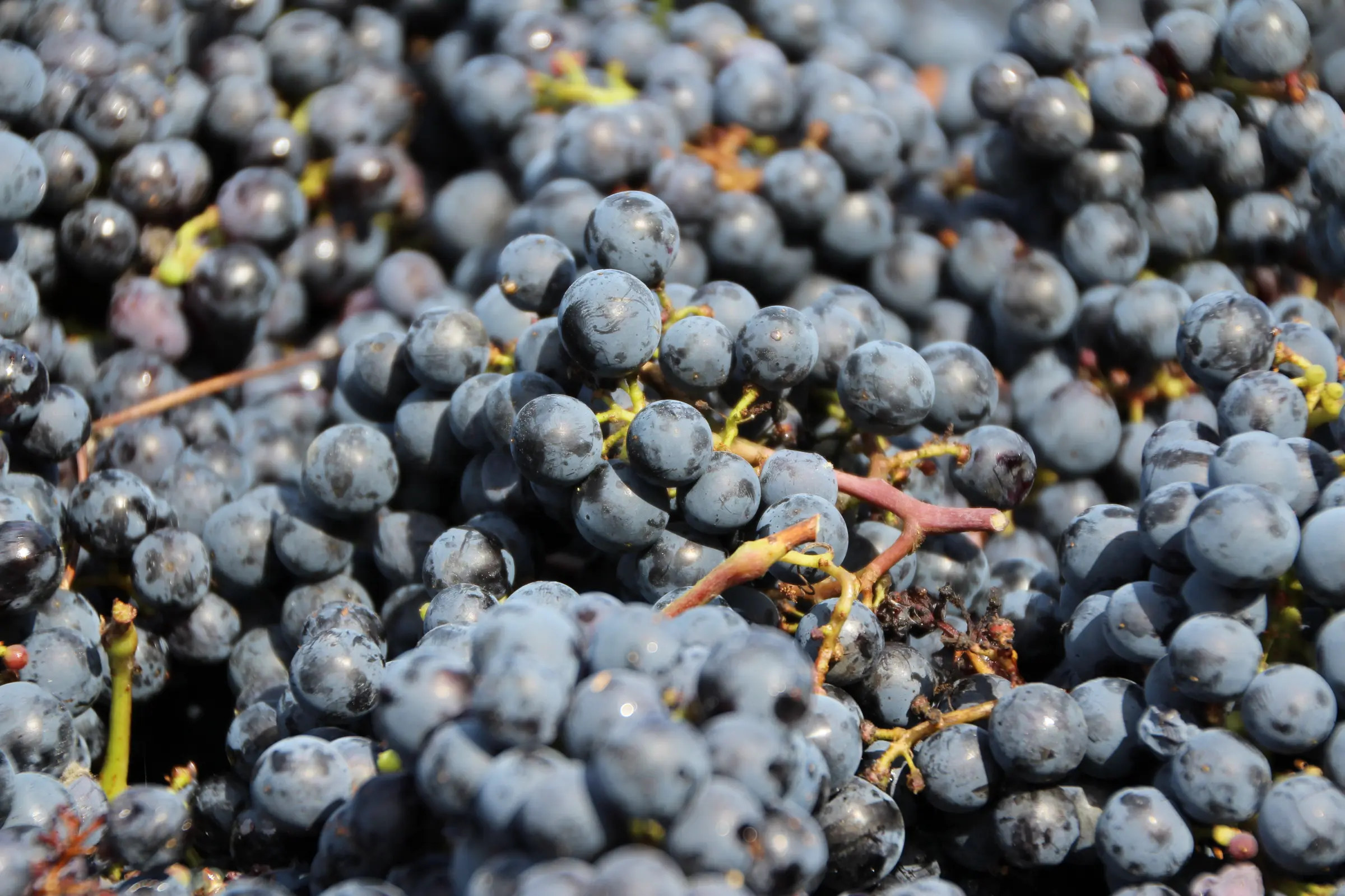 Ripe Napa red clusters at harvest