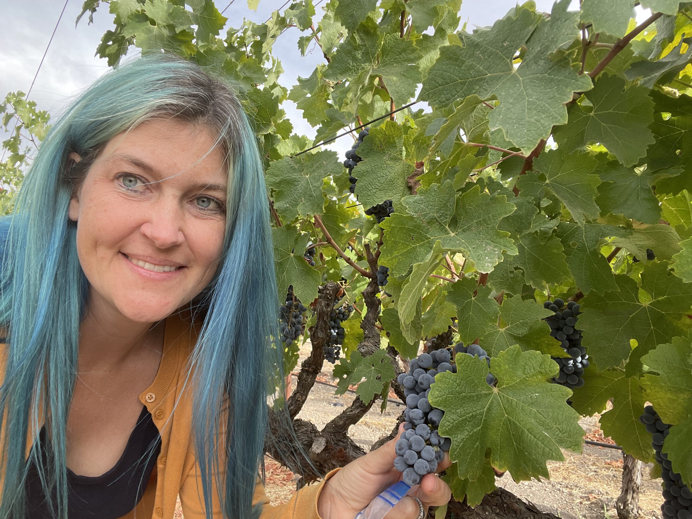 Shaina Harding holding a Napa cluster in the vines