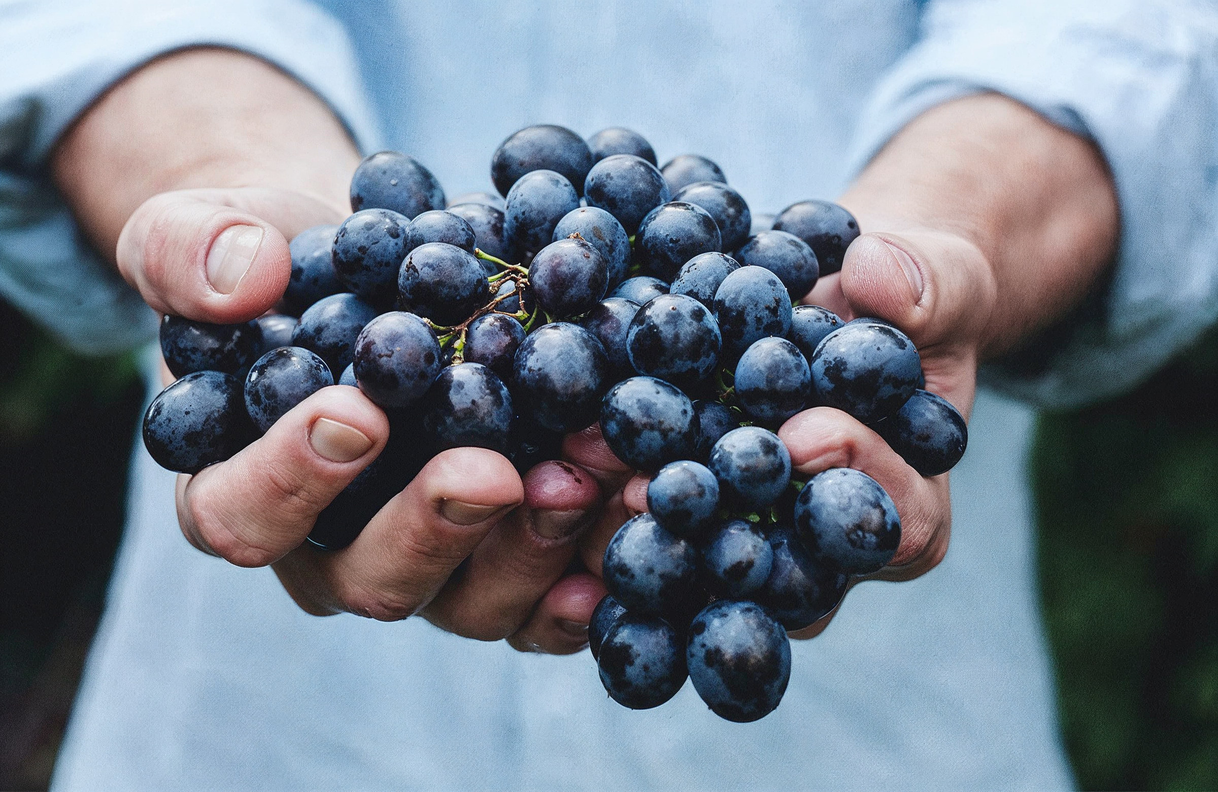 Hands holding ripe Cabernet clusters at Bally Keal Estate