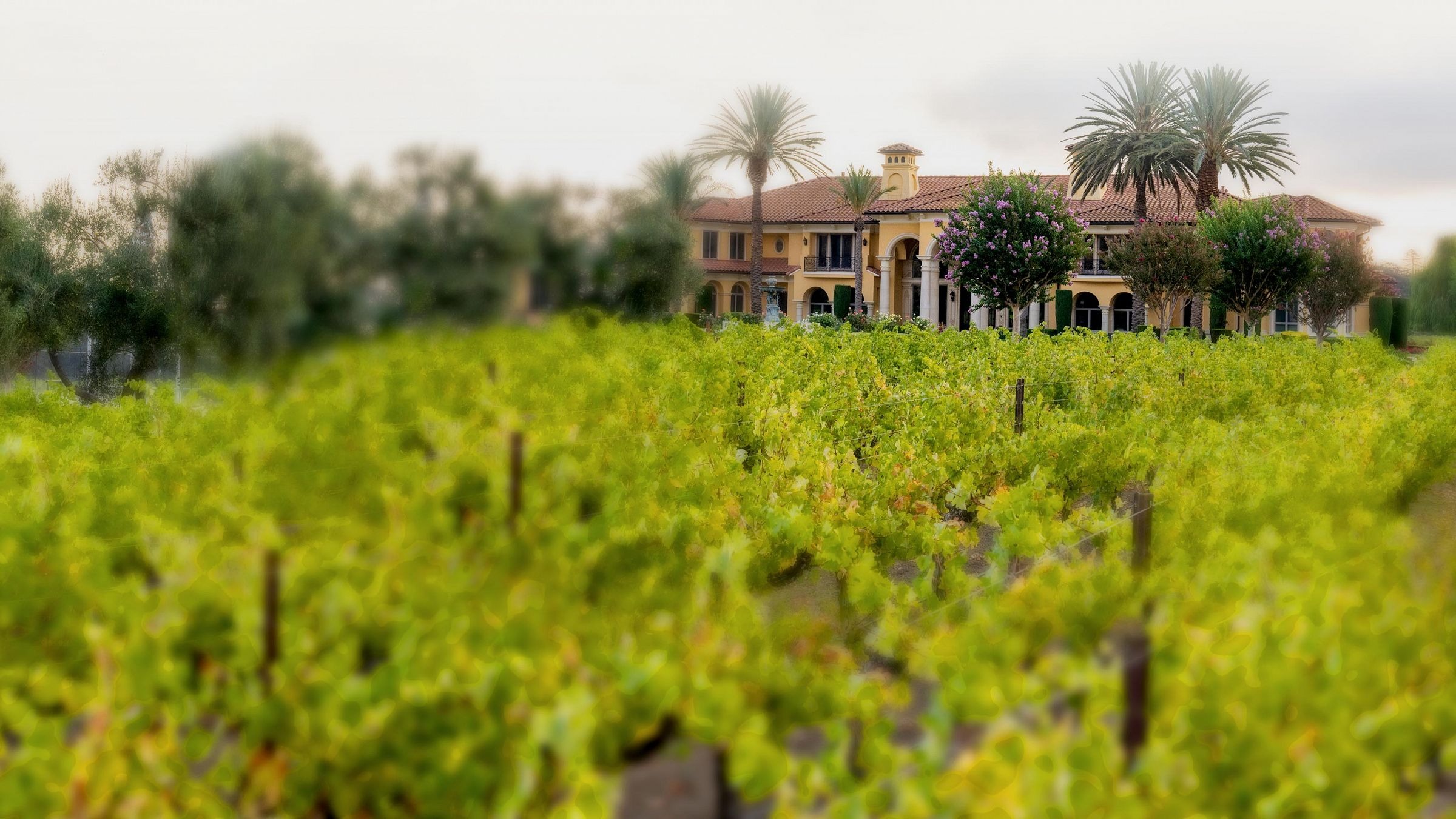 Bally Keal Estate vineyard rows