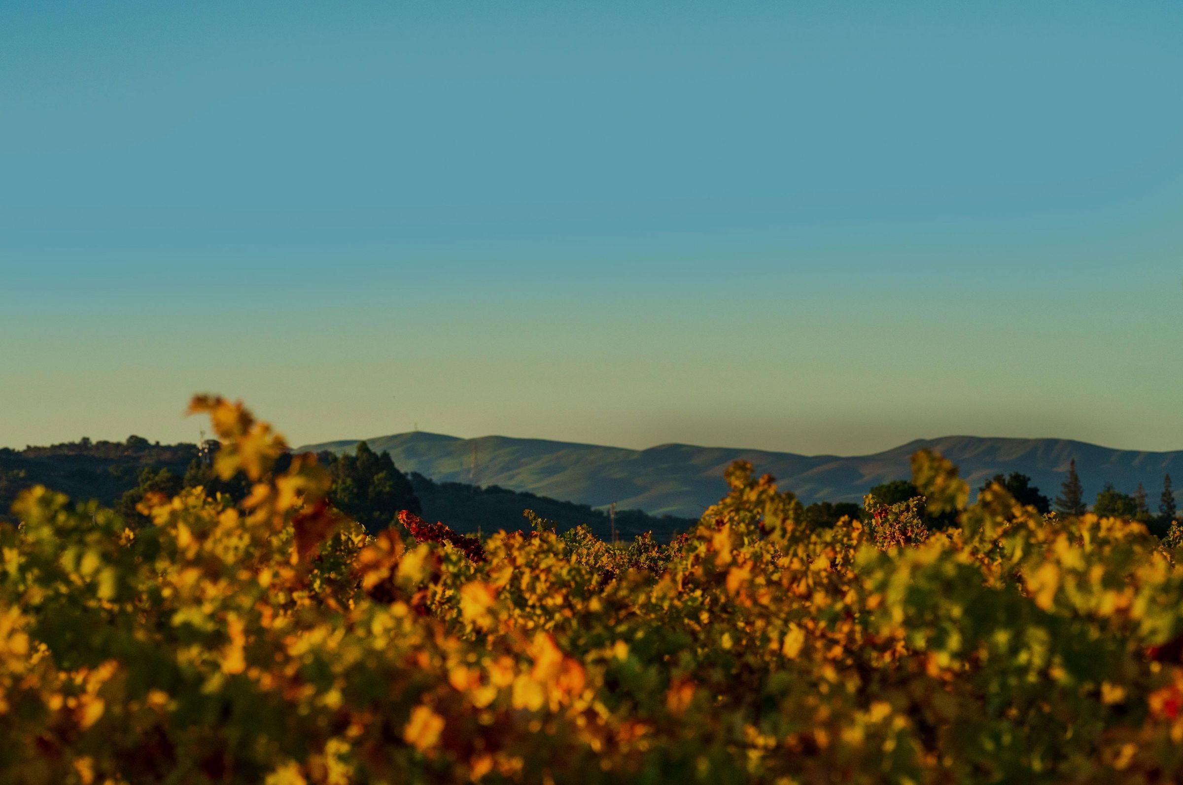 Golden hour in the Bally Keal vines