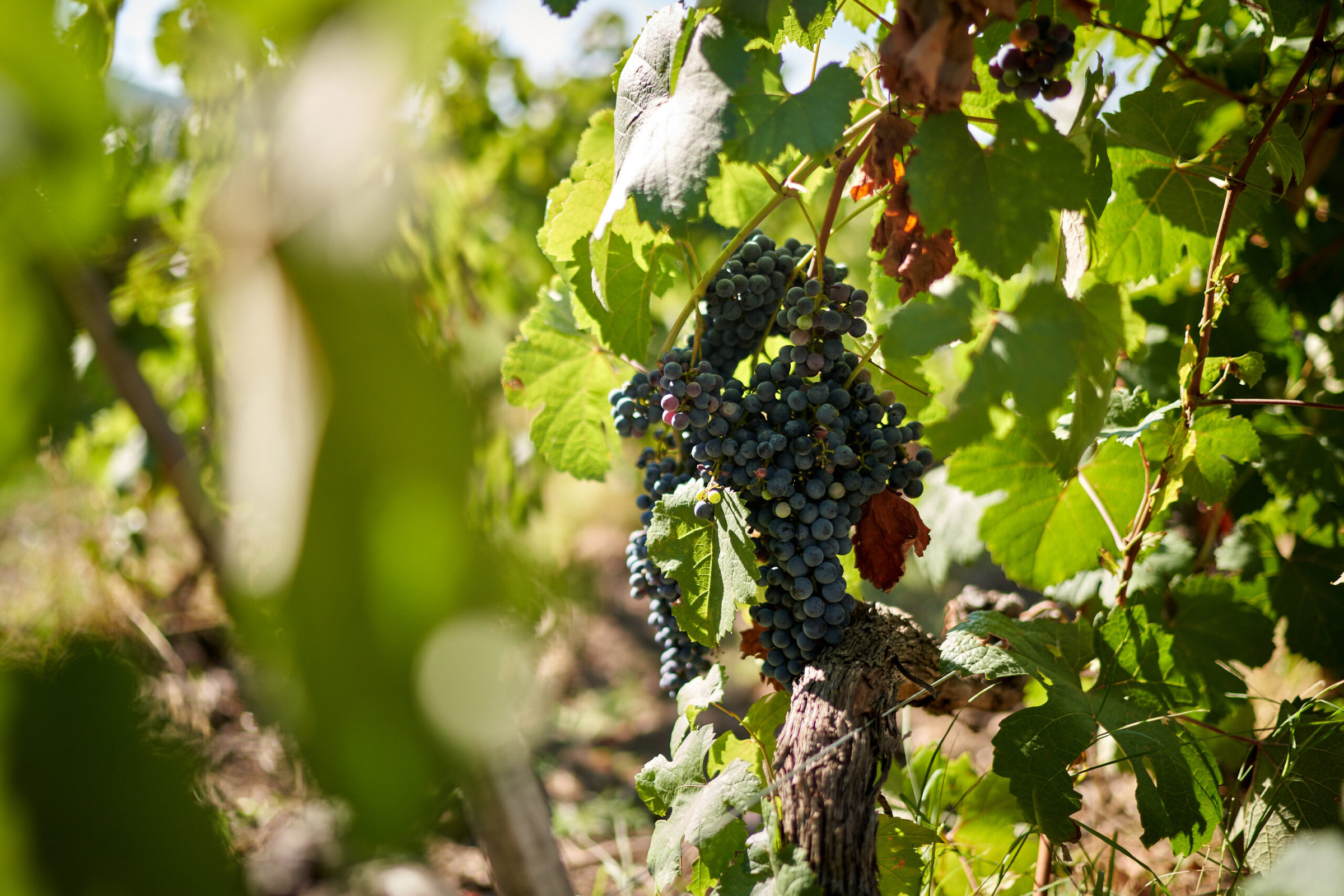 Ripe red grape clusters at Tenuta degli Dei
