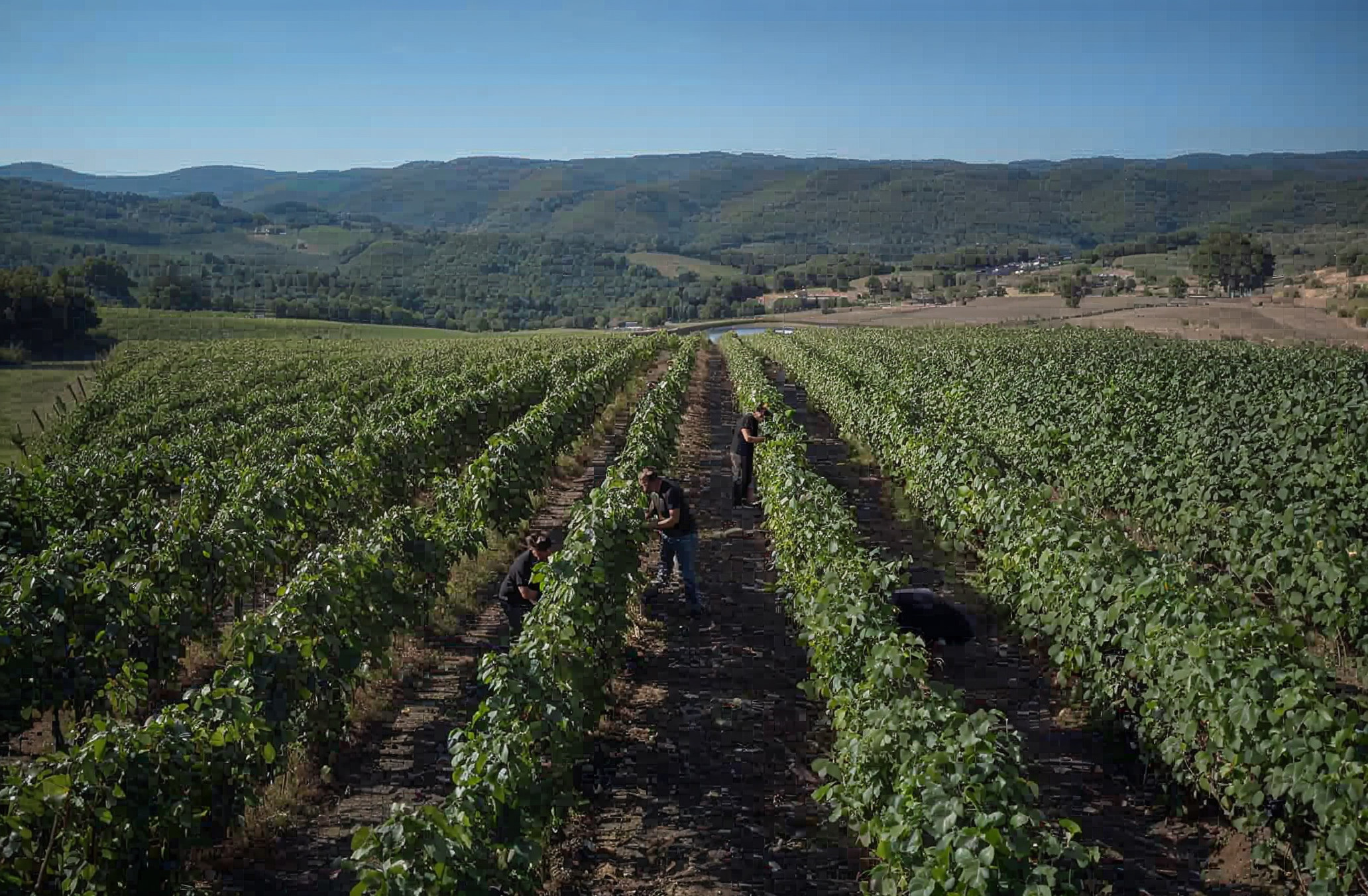 Harvest crew picking in Panzano vineyard rows