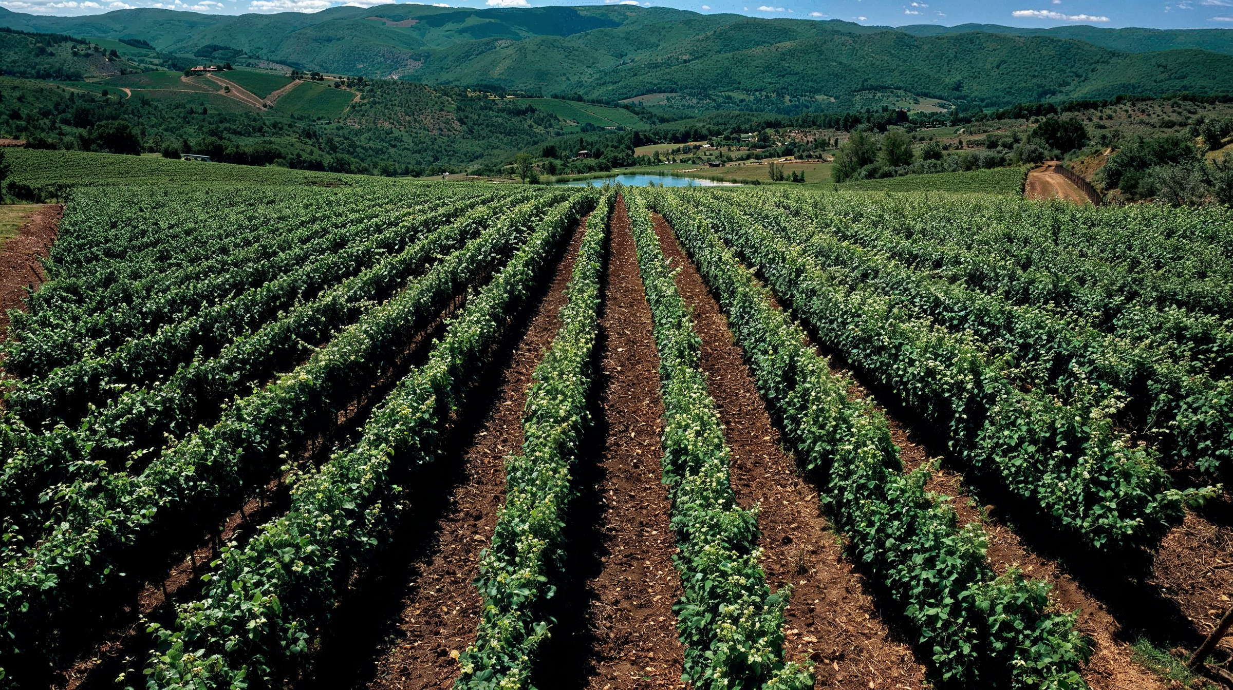 Tenuta degli Dei vineyard rows