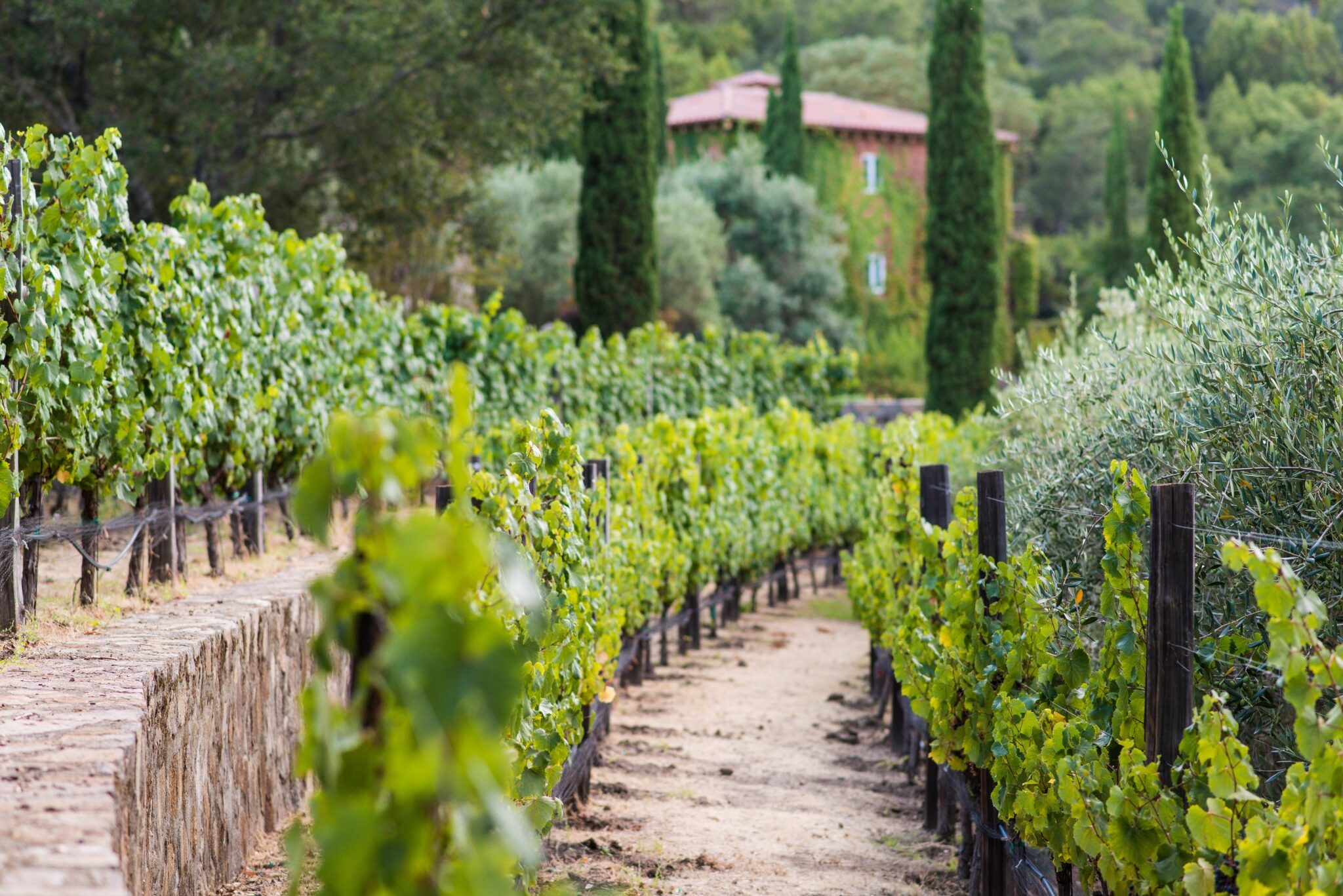 Patland Estate Vineyards, Napa Valley