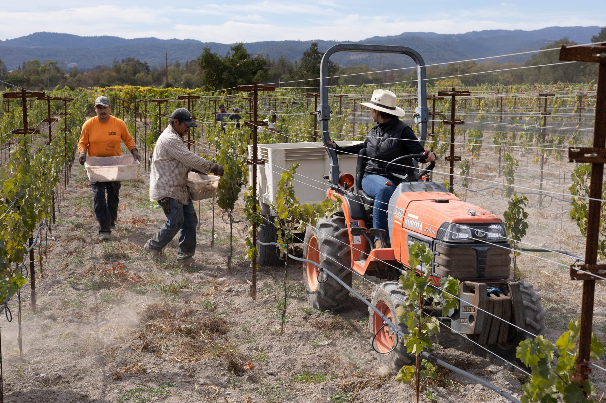 Harvest crew and tractor in a Napa vineyard