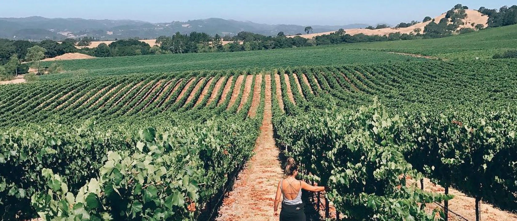 Bowman Cellars, Sonoma County