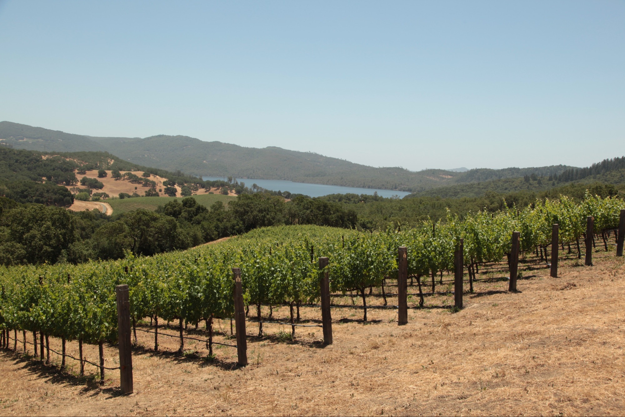 Three Twins Vineyard looking toward the lake