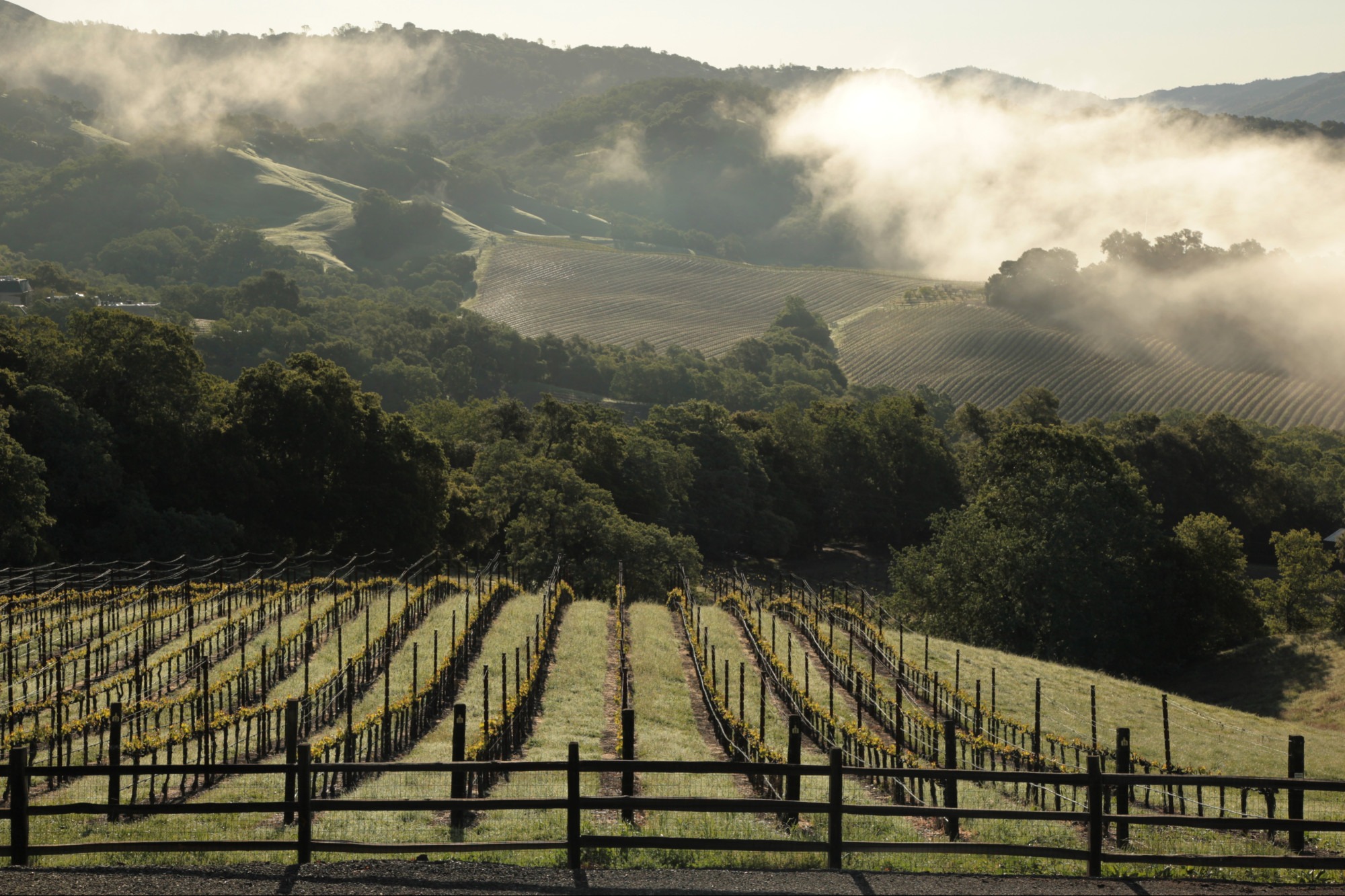 Stone The Crows, fog over the hills