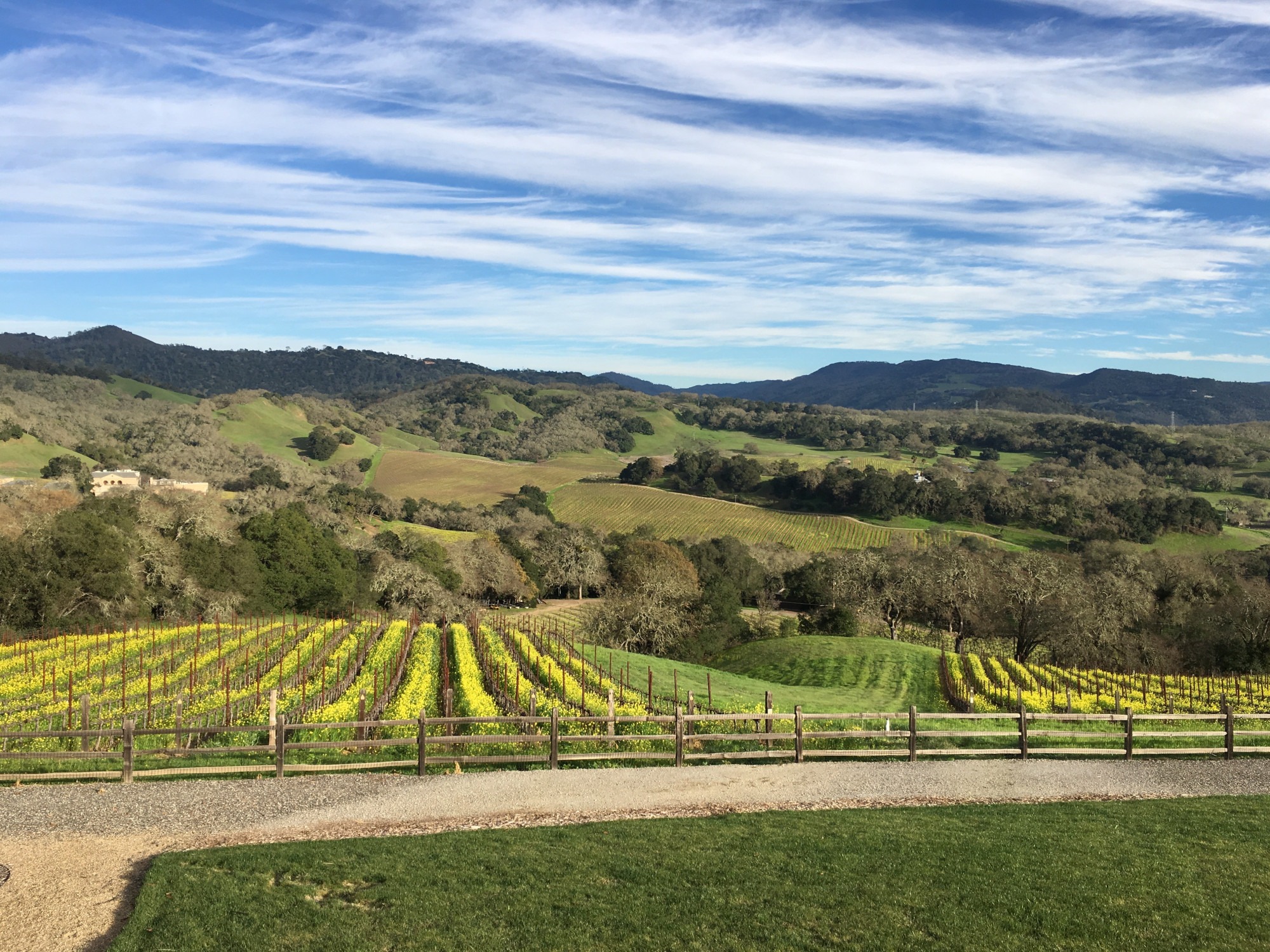 Three Twins Vineyard in mustard bloom