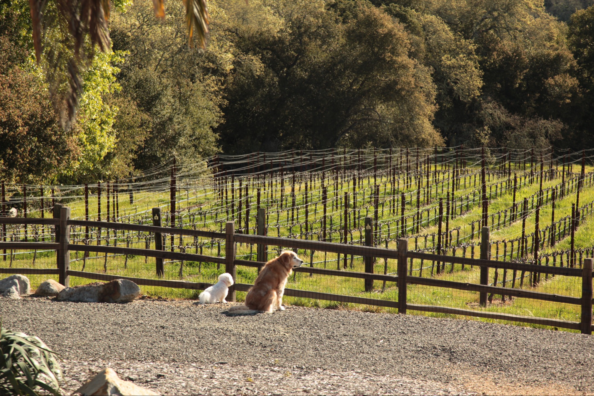Stone The Crows vineyard rows