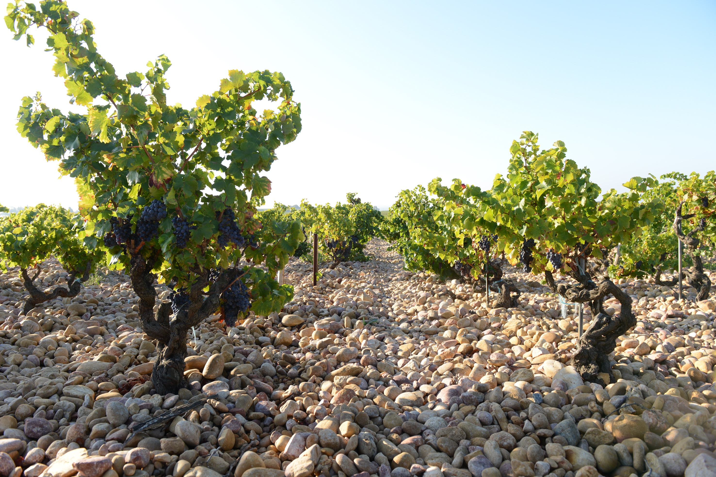 Grenache on warmer soil, Janasse