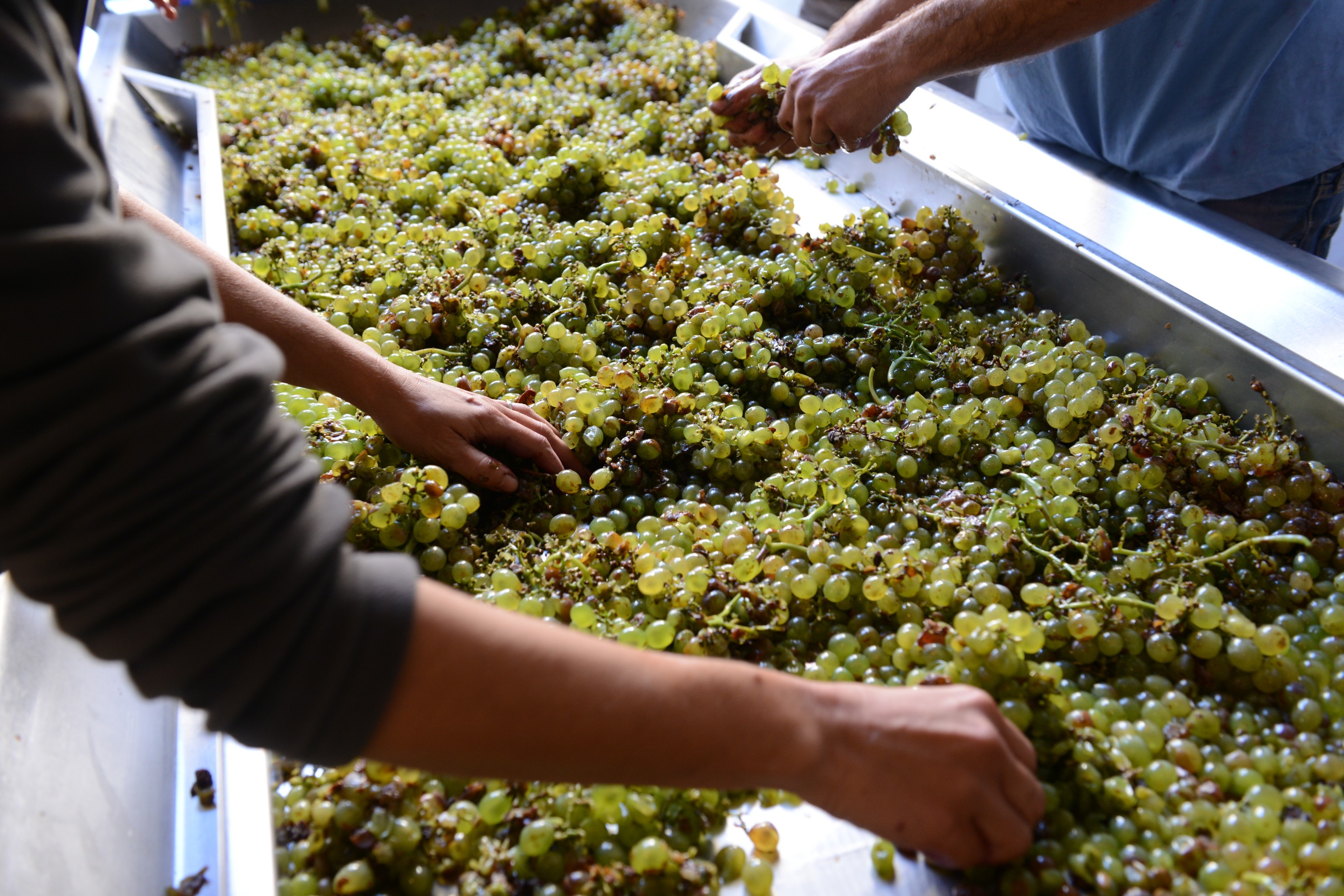 Grenache on rolled pebbles at Janasse
