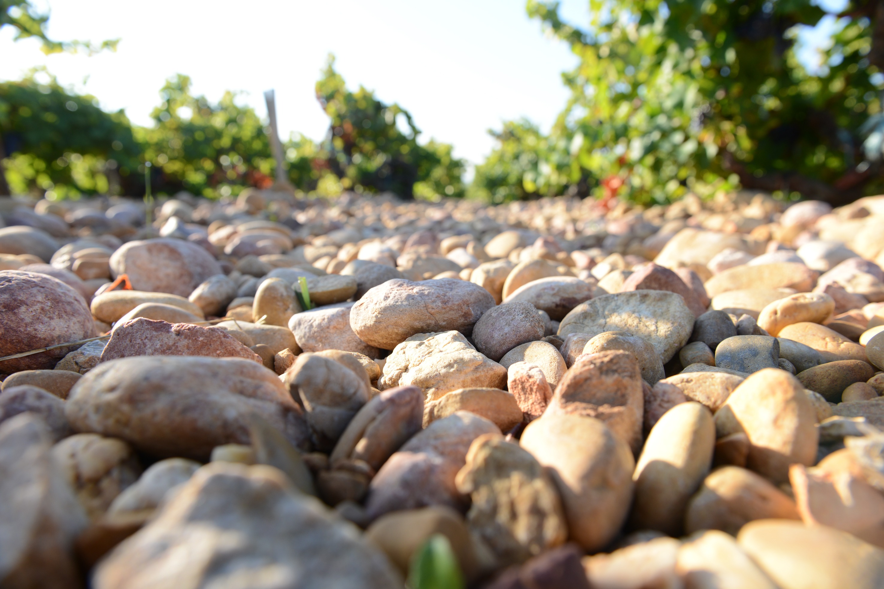 Domaine de la Janasse vineyard rows