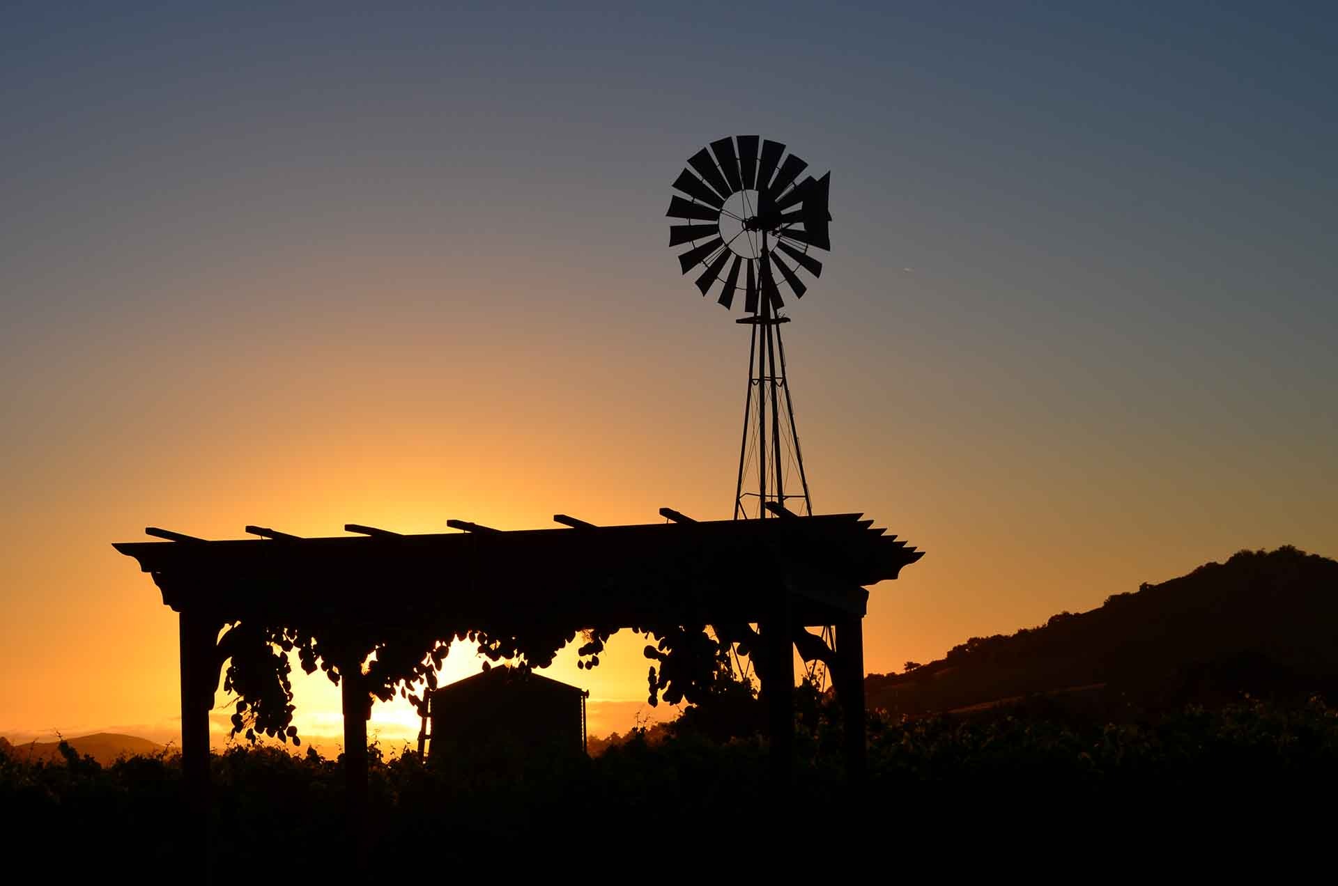 Zaca Mesa vineyard, Foxen Canyon