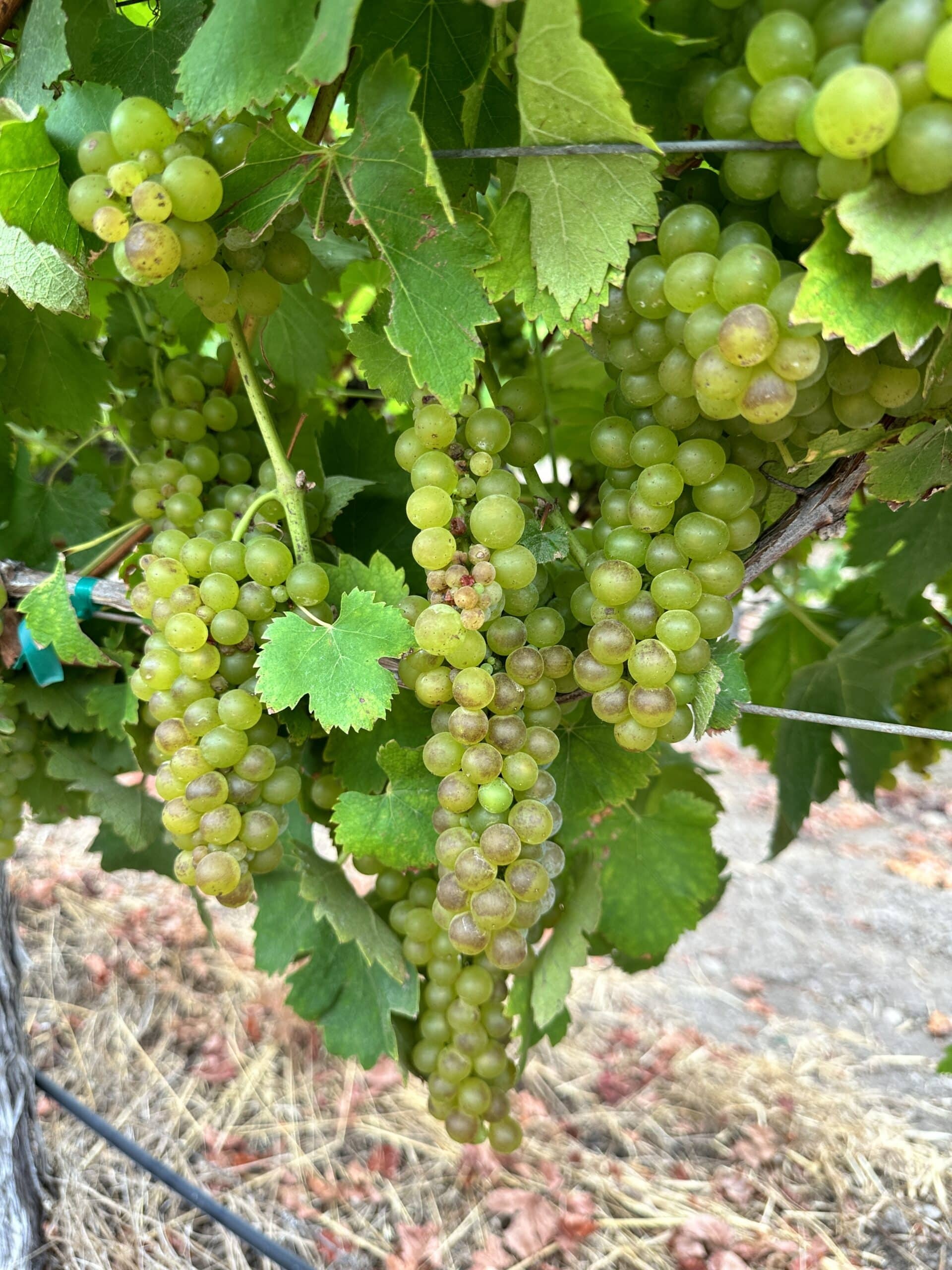 Ripe clusters