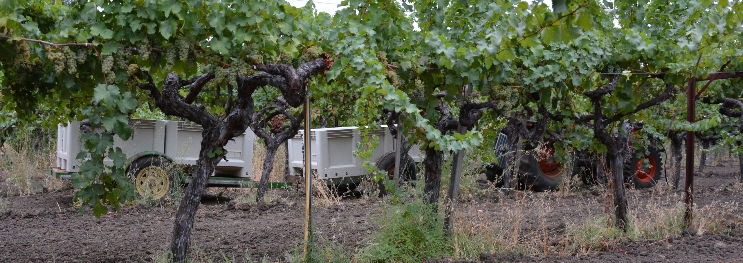 McKahn Wines vineyard rows