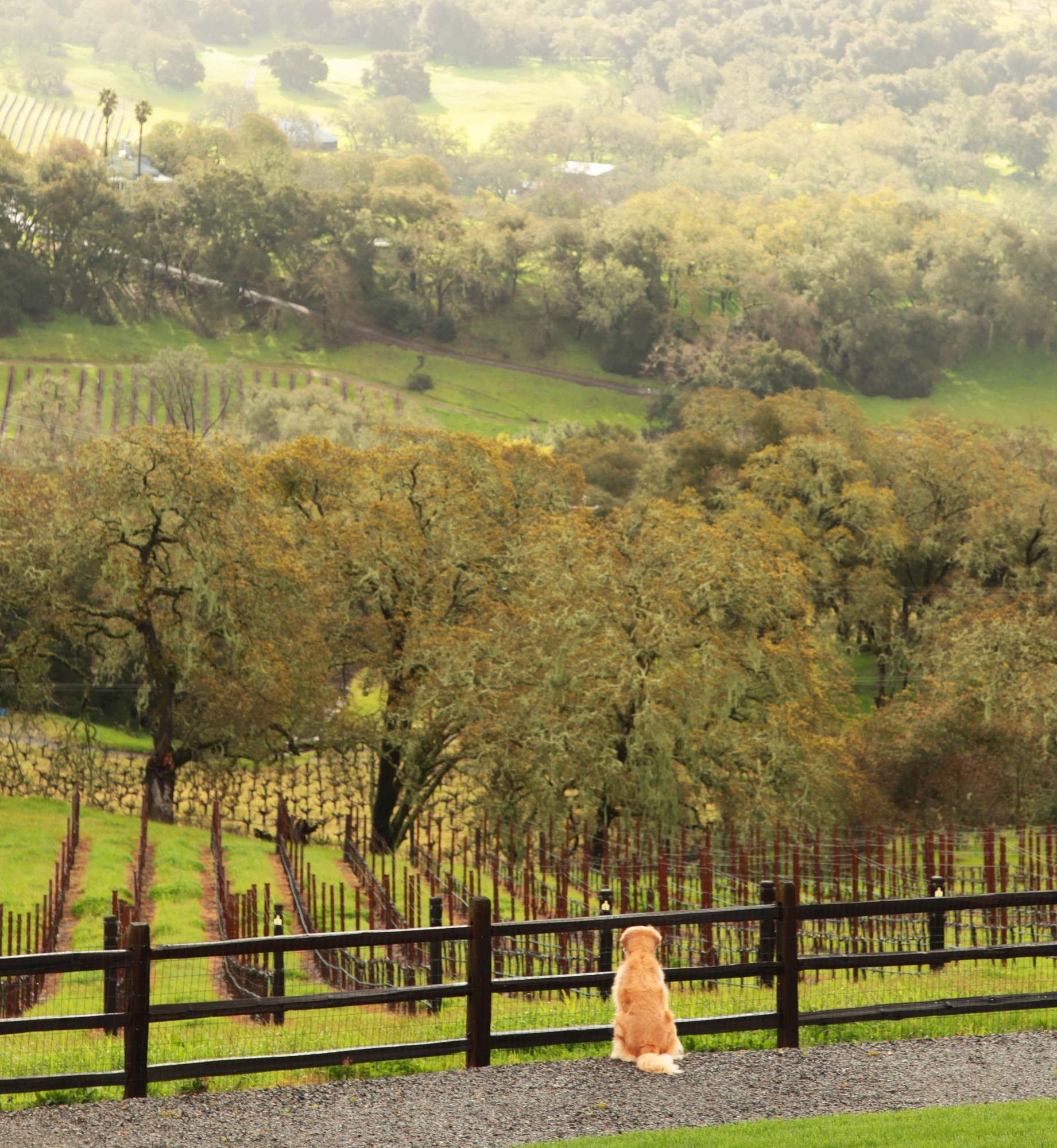 Three Twins Vineyard from the house
