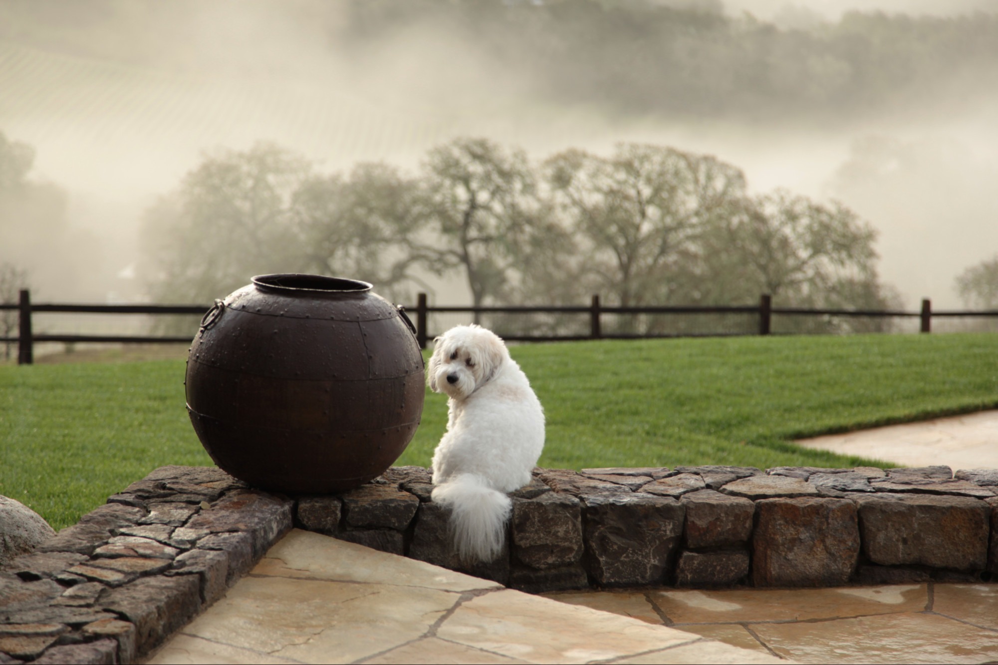 Morning fog at Three Twins Vineyard
