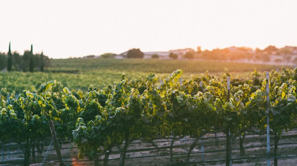 Center of Effort vineyard rows