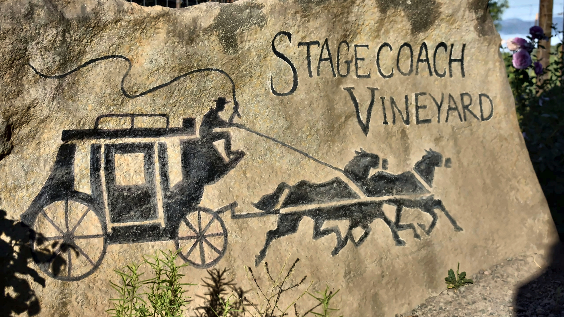 Stagecoach Vineyard rows
